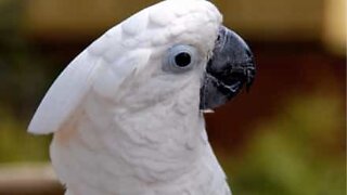 Cockatoo hops up steps to vacation home