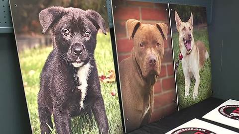 Detroit Dog Rescue gets new home