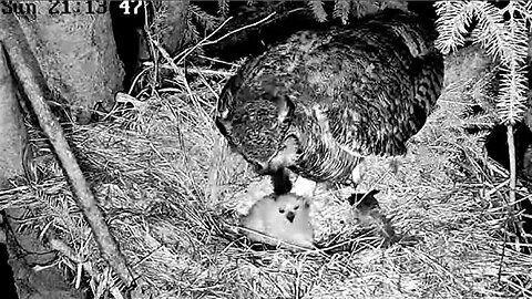 Mom Returns With Dinner 🦉 04/16/23 21:11