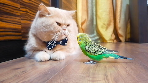 Кот и птица, милые животные #205