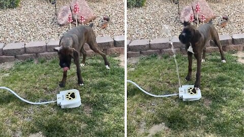 Dog trying to drink from the dog's water fountain