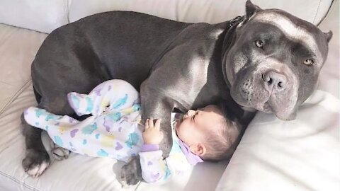 Adorable Baby Play with Dogs and Cats