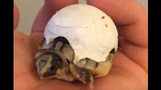 Tartaruga recém-nascida não consegue se livrar totalmente do ovo