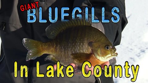 GIANT Bluegills on a secluded lake in Northern Minnesota