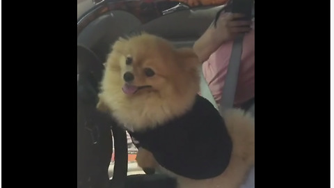 "Hangry" pup orders food at drive thru