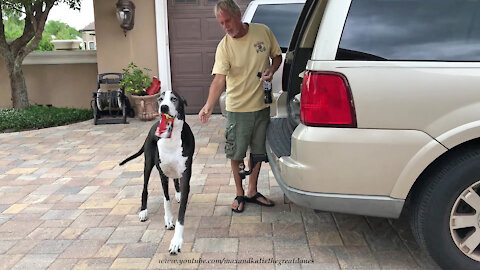 Great Danes help their owner carry in the groceries