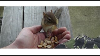 World's Cutest Chipmunks, Squirrels And Birds