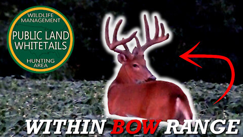 Big Public Buck In Bow Range | Huge Buck On Trail Camera | Giant On Trail Camera