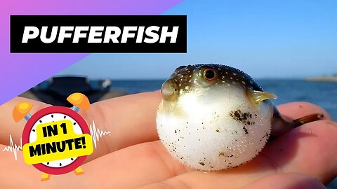Pufferfish - In 1 Minute! 🐡 One Of The Most Beautiful Sea Creatures | 1 Minute Animals