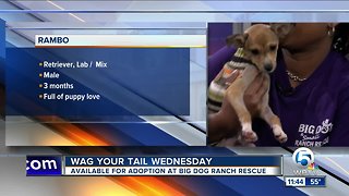 Wag Your Tail Wednesday: Memphis and Rambo each need a "FURever" homes