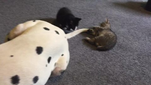 Kittens use Dalmatian's tail as new chew toy