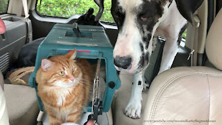 Great Dane patiently waits for cat to share his ice cream treat