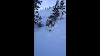Husky LOVING the snow in the Canadian Rockies