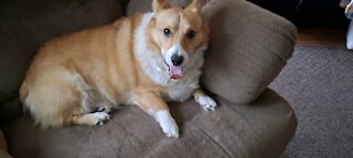 Corgi being good for a change