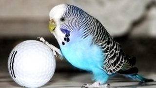 My Budgie is a Footballer | Playing Football with Her First ever EGG