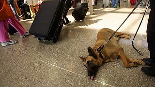 Government Issues Updated Guidelines For Animals On Planes