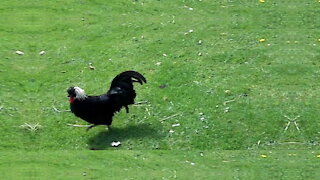 Polish Cockerel among other birds in the garden