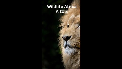 Wildlife Africa A to Z - The African Servel