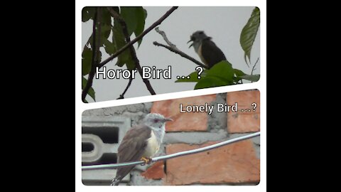 "Horor Bird" Or ...?