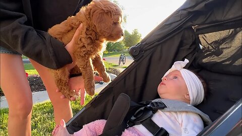 What Happens When Newborn Babies Meet Small Puppies?