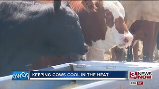 Keeping livestock cool in extreme heat