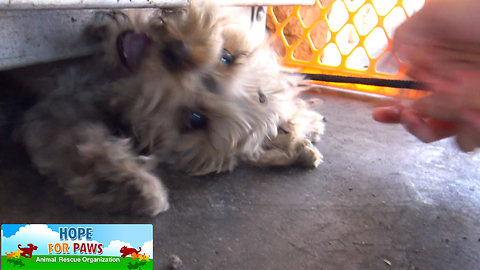 Tiny Yorkie almost gets crushed by propane tanks! NEW Hope For Paws rescue video!