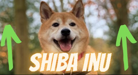 Shiba Inu Continues Its Rise. Bitcoin and Ethereum Are Still Looking Cheap, Analyst Says.