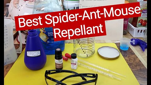 Best Homemade Spider, Ant & Mouse Repellant