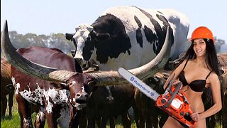 WOW! Very big cows! Super horns