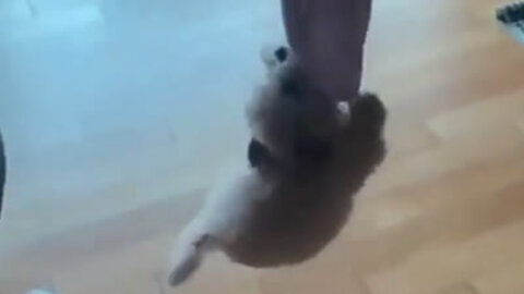 Puppy does not want to drop the towel