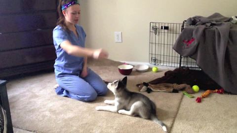 Husky puppy quickly learns awesome new trick