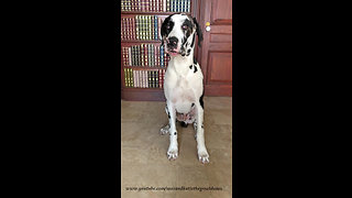 Training a Great Dane Puppy to Sit for a Weekly Photo Portrait