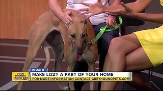 Rescues in Action: Say hi to Lizzy, our June 10 superstar