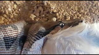 SOUTH AFRICA - Johannesburg - Snake feeding time (Video) (v6x)