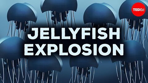The one thing stopping jellyfish from taking over - Mariela Pajuelo & Javier Antonio Quinones