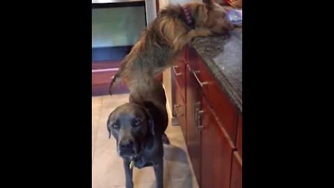 Hilarious video of one dog balancing on another to treat himself to snacks on the kitchen counter