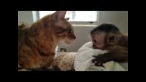 Bengal cat meets Capuchin Monkey