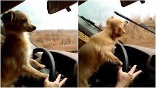 Autoileva koira vihaa tuulilasinpyyhkijöitä
