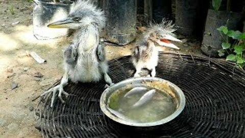 Part_13 💖 Couple Babies Herons feeding #CAM7_Wildlife