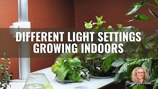 Growing Indoors with Hydroponics