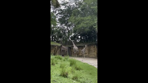 Big family giraffes and baby at Animal Kingdom