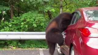 Brown Bear Caught Stealing Food From Red Car