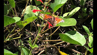 Beautiful butterfly busy working