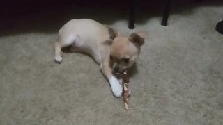 Honey Baby Chihuahua Adorable 3 month old puppy playing chewing enjoying puppy life