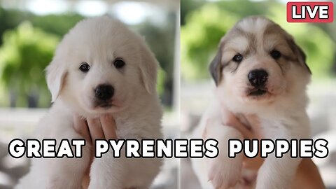 Great Pyrenees Puppy Livestream - Millie's pups are 5 1/2 weeks & Mae's pups are 4 weeks old