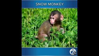 Check out the new snow monkey at the Detroit Zoo