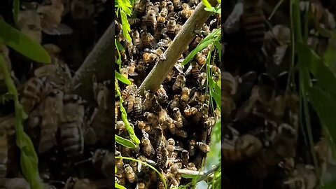 Bee Swarm! #shorts #offgrid #nature