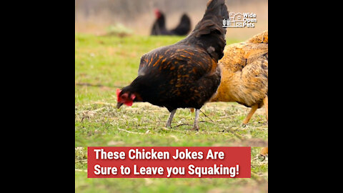 These Chicken Jokes Are Sure to Leave You Squaking!