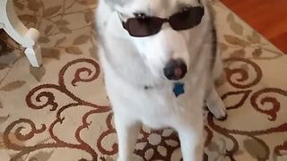 Magician husky performs a trick