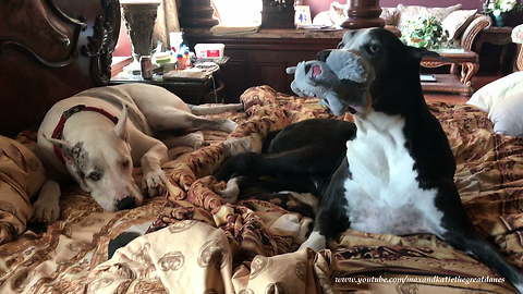 Funny Lazy Great Danes Play With Squirrel Toy in Bed